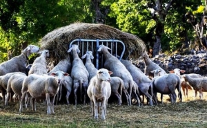 Incêndios do Algarve. Saiba onde pedir apoios e o que pode doar com urgência