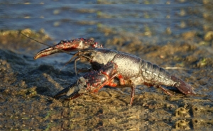 União Europeia dá um passo importante na luta contra as Espécies Exóticas Invasoras (EEI)