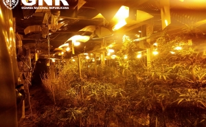 Desmantelamento de estufa com 366 plantas de cannabis
