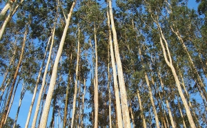 Florestas: Ambientalistas pedem gestão do eucalipto para ordenar floresta