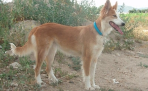 Cão do Barrocal Algarvio reconhecido como Raça Autóctone Portuguesa
