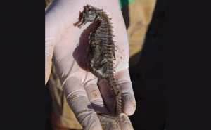 A RIA FORMOSA PARTICIPA EM CONCURSO INTERNACIONAL PARA COMBATER O PROBLEMA DO PLÁSTICO E SALVAR OS CAVALOS MARINHOS