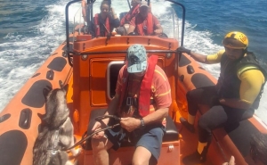 Cão resgatado de arriba em Lagoa