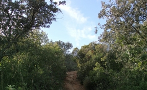 Limpeza de terrenos obrigatória até 15 de março