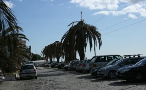 Câmara de Faro estuda substituição de palmeiras por coqueiros