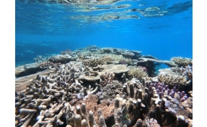 Comunidades microbianas da Grande Barreira de Coral podem informar sobre potenciais ameaças a este ecossistema
