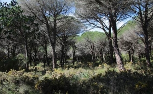 ICNF aprova Plano Intermunicipal de Defesa da Floresta Contra Incêndios