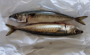 Show Cooking “Peixe Pequeno feito Grande”