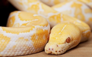 Cobra de 4 metros capturada em Querença (Loulé)