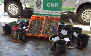 Apreensão de bivalves na Ria Formosa