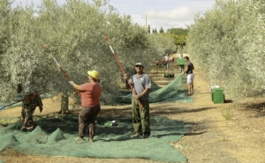 Azeite Monterosa Volta a Conquistar o Japão