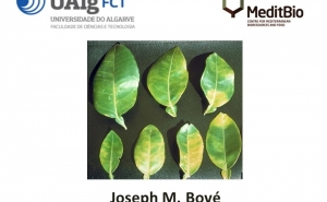 Especialista Mundial Joseph Bové na UALG