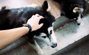 Tens animais domésticos?