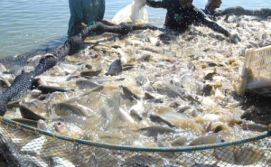 AQUACULTORES QUEREM AS MESMAS CONDIÇÕES QUE AS RESTANTES ATIVIDADES DO SECTOR PRIMÁRIO