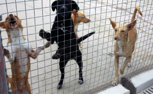 CÂMARA DE LOULÉ ASSINALA DIA MUNDIAL DO ANIMAL COM CELEBRAÇÃO DE PROTOCOLOS