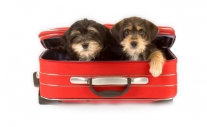 Lotação dos hotéis para animais aumenta e preços mantêm-se desde a crise