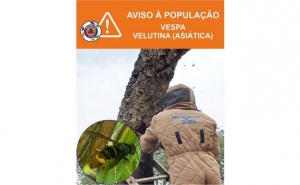 INFORMAÇÃO À POPULAÇÃO – VESPA VELUTINA (ASIÁTICA)