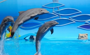 Zoomarine vence Portugal Trade Awards 2015 (C/Video)