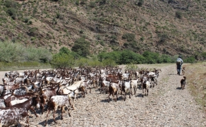 Autarquia de Alcoutim renova protocolo com Agrupamento de Defesa Sanitária de Gado Bovino, Ovino e Caprino do Concelho de Alcoutim 