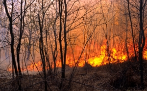 Incêndios: Fogos já consumiram quase 42 mil hectares, oito vezes mais do que em 2024