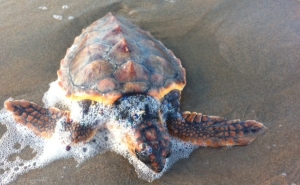 Não vem de férias, mas digamos-lhe «groetjes»... … com pronúncia de tartaruga marinha!