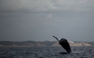 Baleia de Bossa avistada ao largo de Sagres