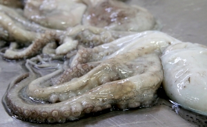 Olhão lidera investigação  da exportação de polvo vivo