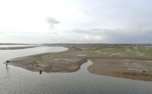 Projeto LIFE Ilhas Barreira recupera habitats e populações de aves na Ria Formosa