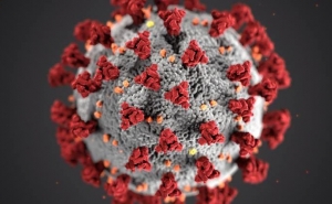 Estudo conclui que variantes do SARS-CoV-2 afetam outros órgãos do sistema imunitário