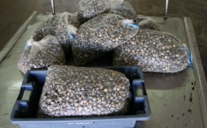 Olhão – Apreensão de bivalves