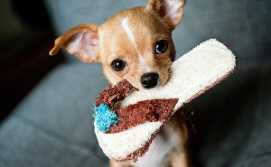 Senhorios obrigados por lei a aceitar animais de estimação