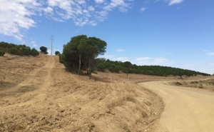 Fundo Florestal Permanente de Mértola aprovado