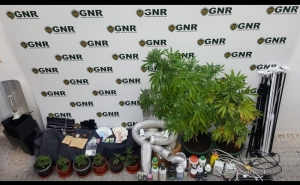 Desmantelamento de estufa em Loulé com plantas de cannabis