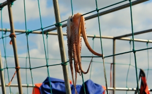 Como cozinhar polvo confitado em cama de batata doce e coulis de pimento vermelho?