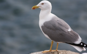 Gaivotas em Portimão incomodam moradores, mas faltam estudos de monitorização