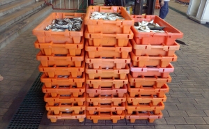 Polícia Marítima distribui 300 kg de pescado por instituições de solidariedade de Olhão