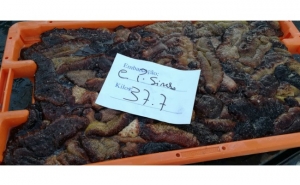 Policia Marítima apreende 37 kg de «pepinos-do-mar»