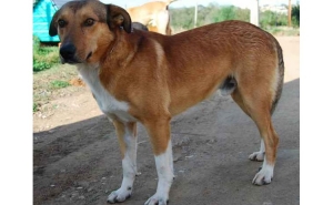 Associação Animais de Rua esterilizou 161 dos 230 gatos errantes da ilha de Faro