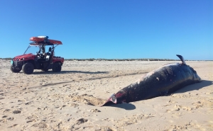 Baleia deu à costa na Ilha de Tavira 