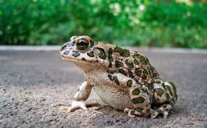 AS PRIMEIRAS JORNADAS DE ANFÍBIOS CHEGAM A LOULÉ