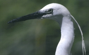 Parque Natural da Ria Formosa promove atividades no Dia Aberto