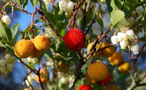 GUERRA ABERTA COM O MEDRONHO DO ALGARVE