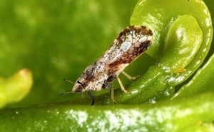 DGAV alerta para perigo de plantas ornamentais hospedeiras de doenças dos citrinos