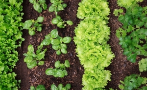 Agricultura Biológica em grande destaque na Biblioteca Municipal de Portimão 