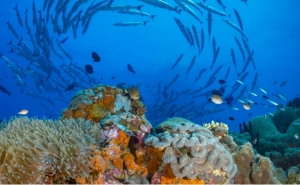 Side event «Meet the Ocean Now» da UNOVA em parceria com a UAlg