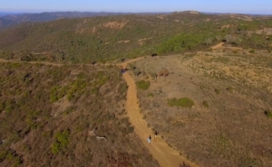 Atletas apadrinham árvores em Monchique
