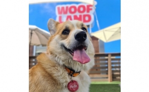 MAR SHOPPING ALGARVE PROCURA O CÃO «MAIS COOL» DA REGIÃO ALGARVIA 
