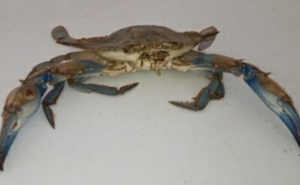 Caranguejo azul nativo da América do Norte descoberto no estuário do Guadiana