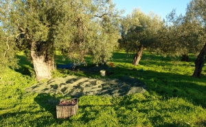 «Cozinhas Mediterrânicas com Azeite» e visitas escolares