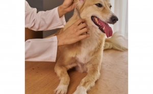 SÃO BRÁS DE ALPORTEL ENTRE OS 10 MUNICÍPIOS DO PAÍS QUE MAIS INVESTEM EM APOIO VETERINÁRIO SOCIAL